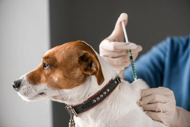 1. How To Deal With Dog Having Trouble Walking After Shots.