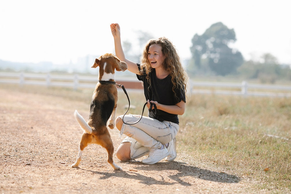  Top 6 Dog Walking Apps that Guarantees Ultimate Pet Care for your Dog
